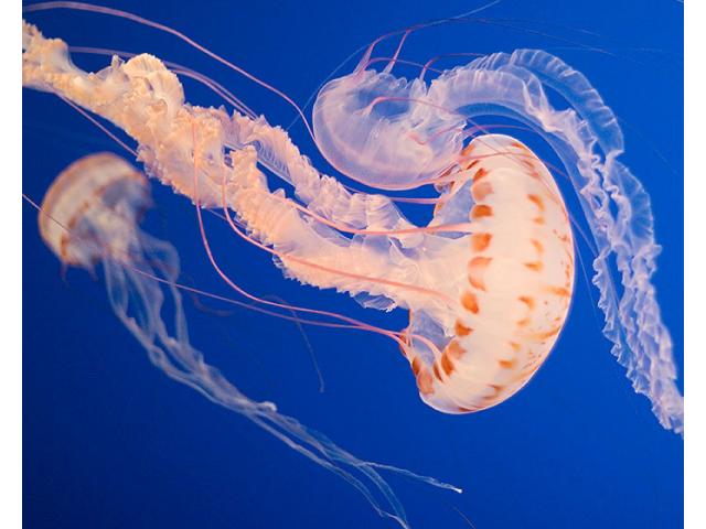 Atlantic Sea Nettle Jellyfish Chrysoara Quinquecirrha   Atlantic Sea Nettle1 640x480 